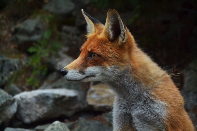 Fox photo by Jiri Sifalda